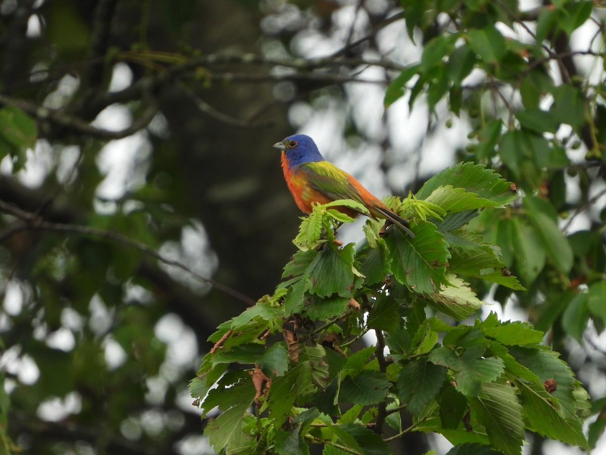 Painted Bunting - ML620448542