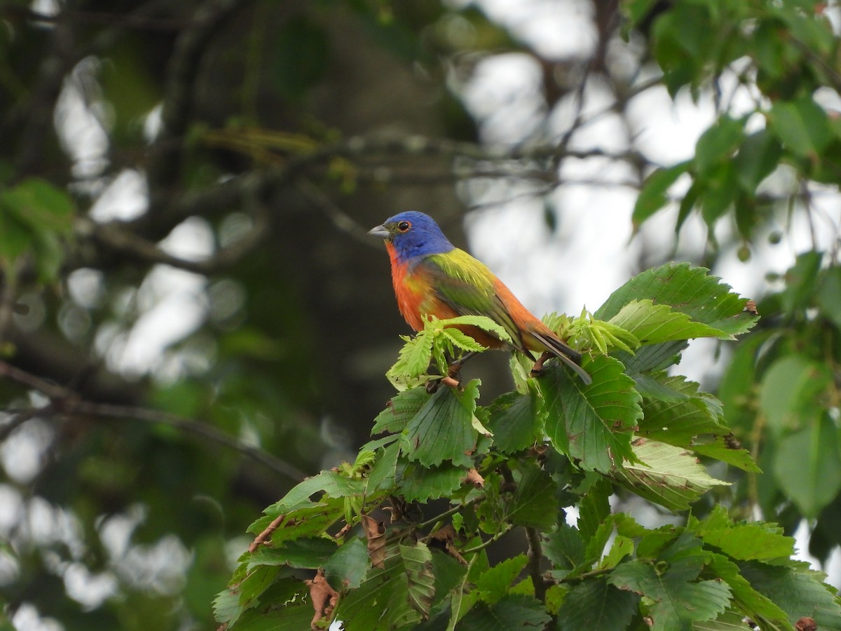 Painted Bunting - ML620448543