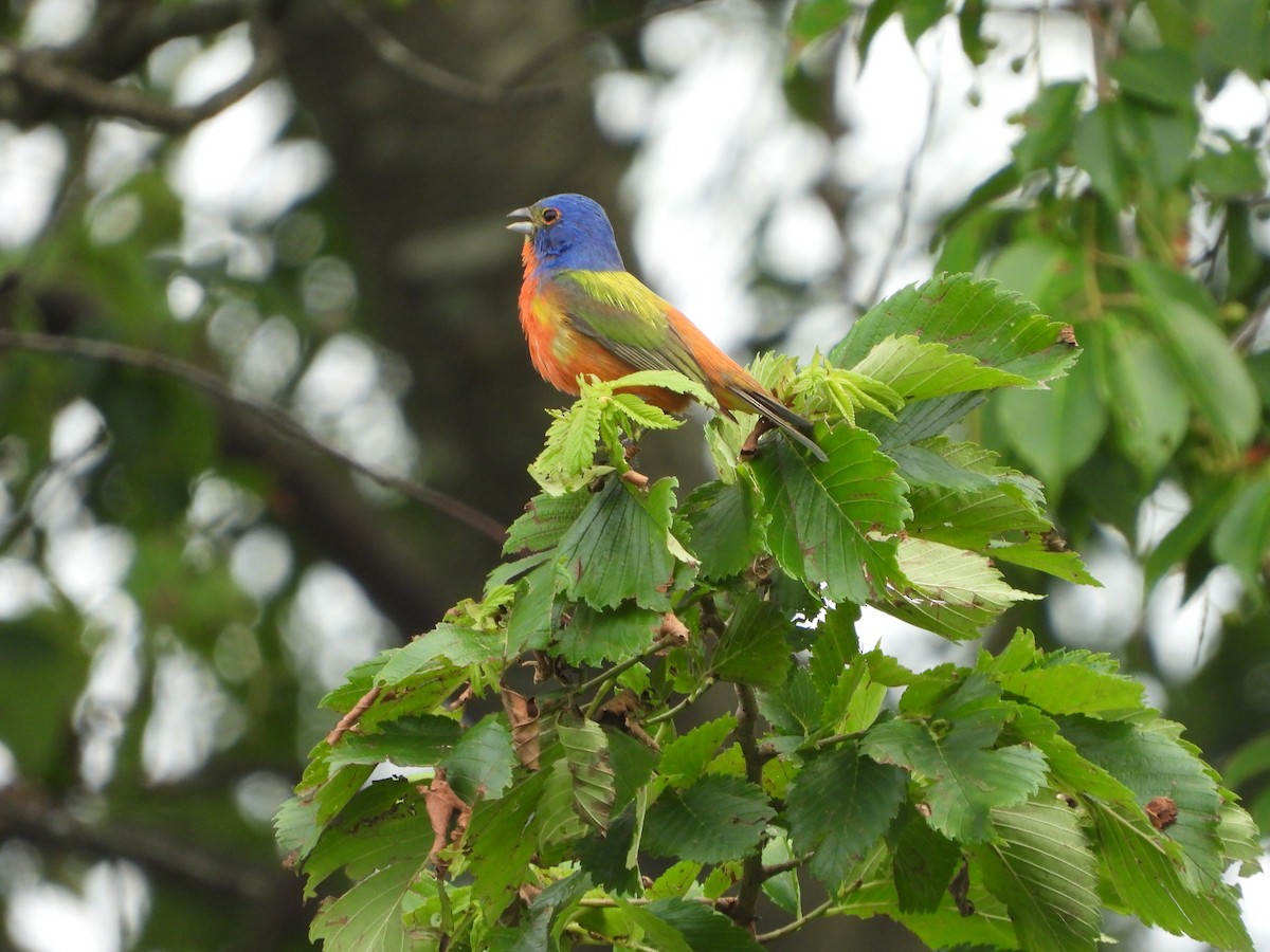 Painted Bunting - ML620448544