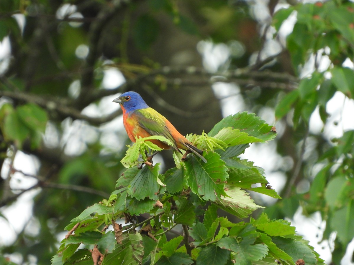Painted Bunting - ML620448545