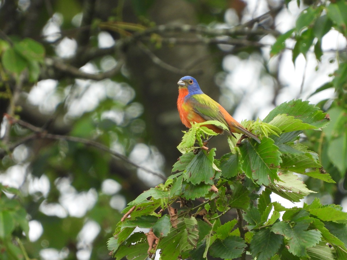 Painted Bunting - ML620448546