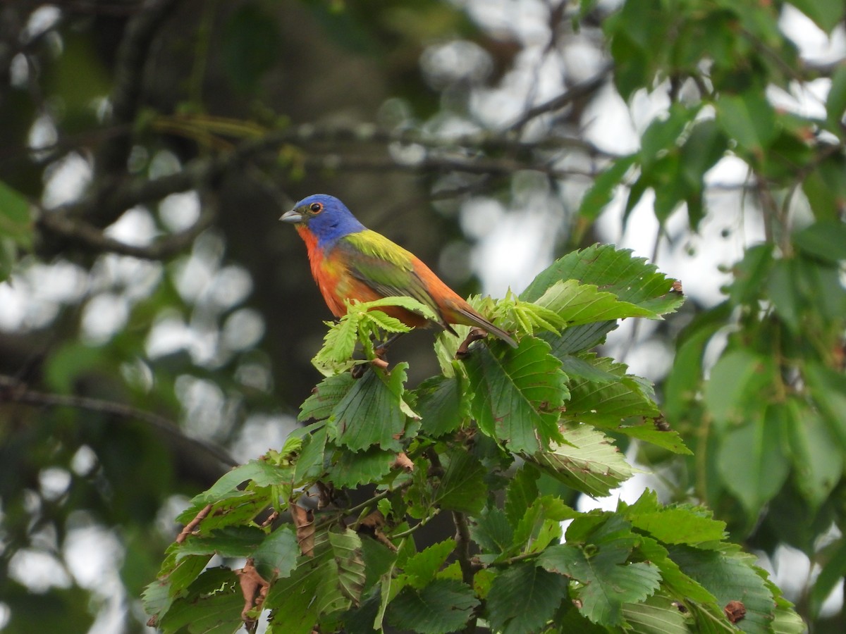 Painted Bunting - ML620448547