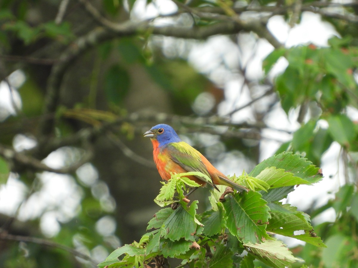 Painted Bunting - ML620448548