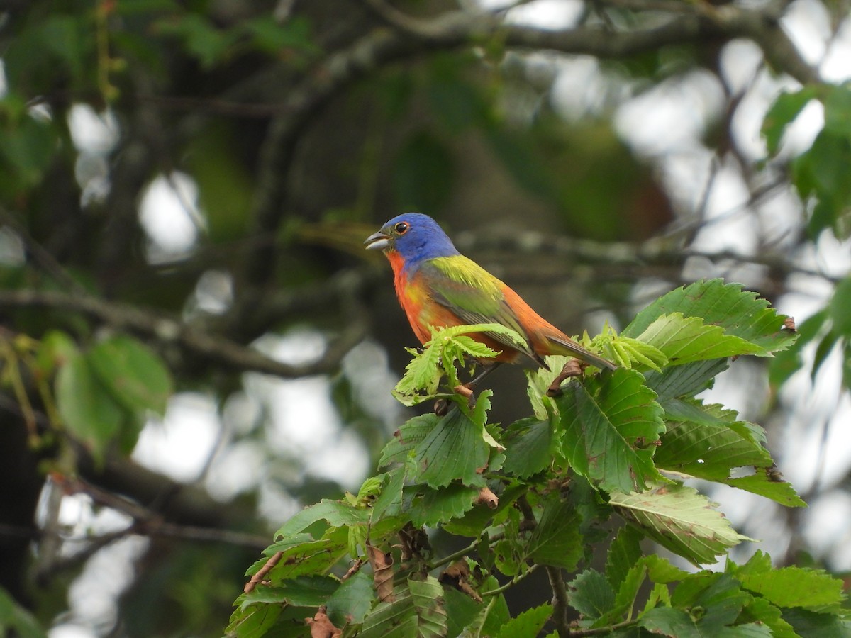 Painted Bunting - ML620448549