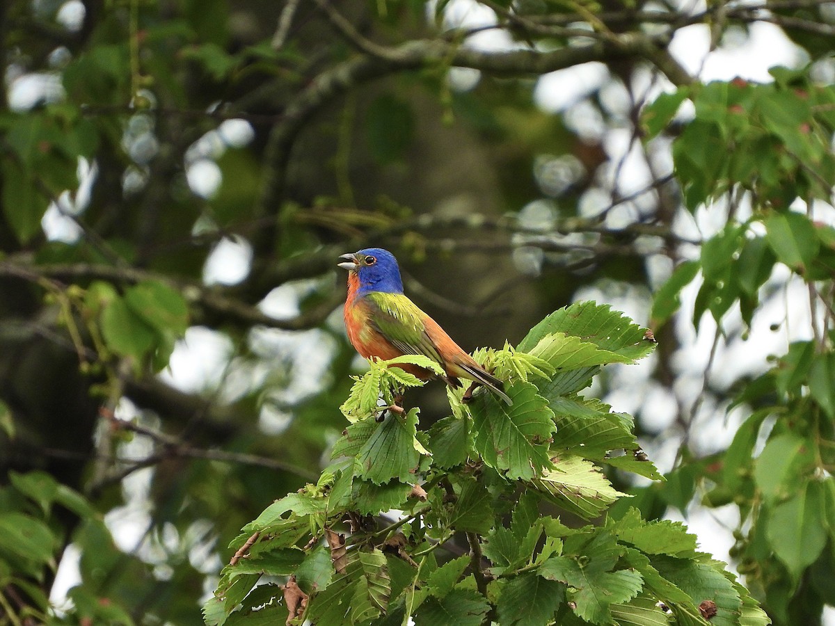 Painted Bunting - ML620448550
