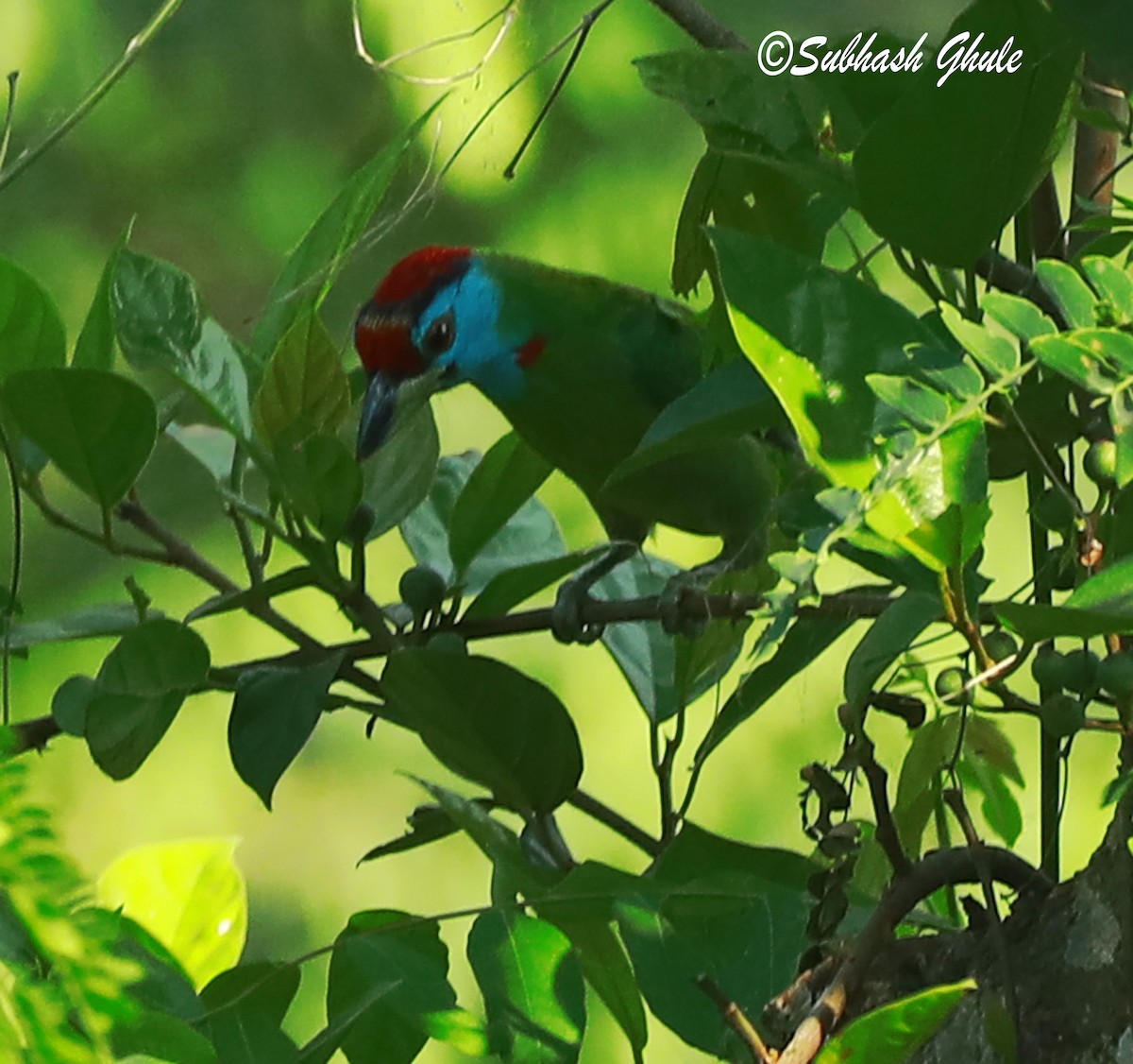 Blue-throated Barbet - ML620448555