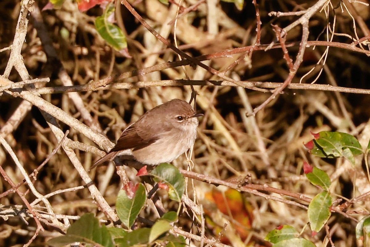 African Dusky Flycatcher - ML620448556