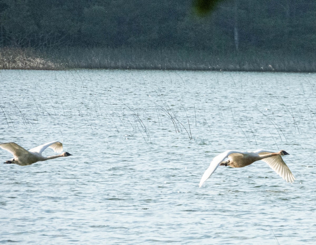 Trumpeter Swan - ML620448594