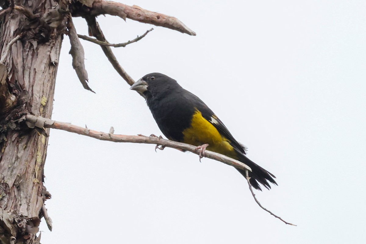 White-winged Grosbeak - ML620448598