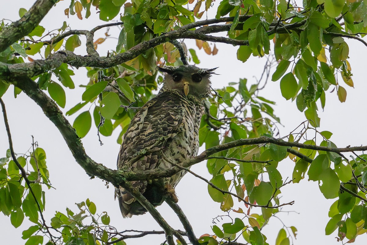 Spot-bellied Eagle-Owl - ML620448613
