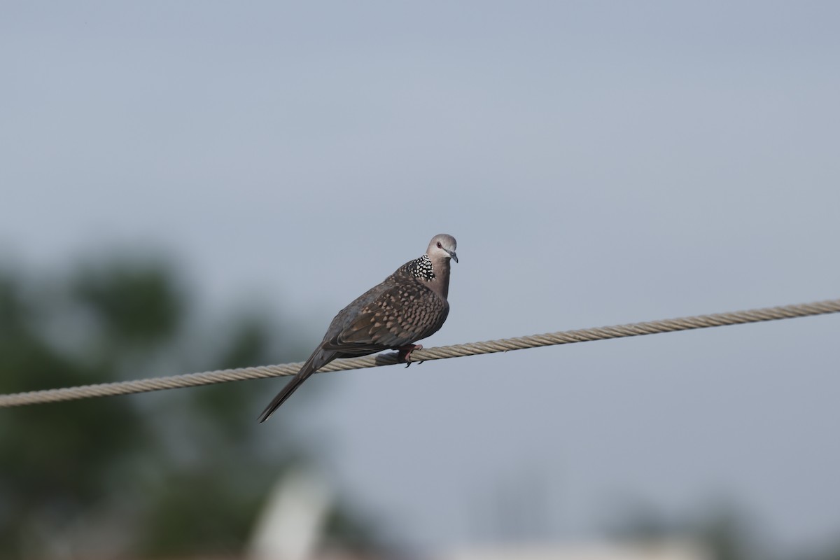 Spotted Dove - ML620448628