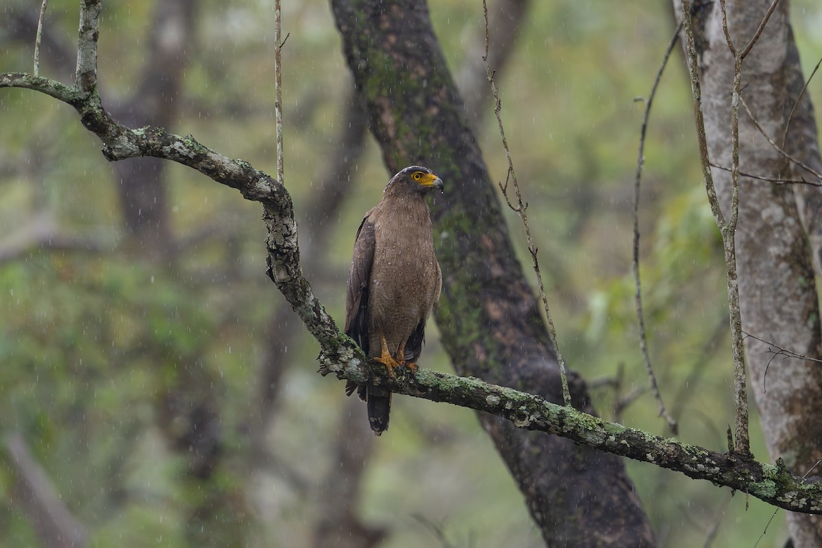 Crested Serpent-Eagle - ML620448629