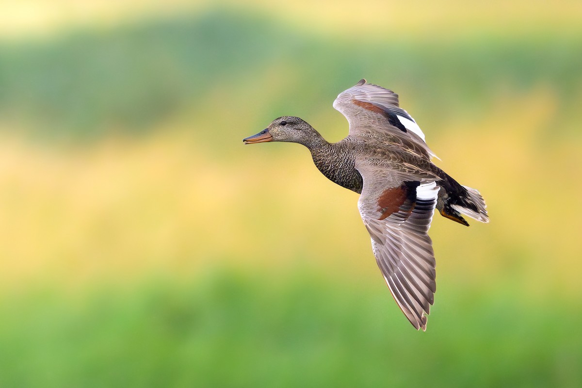 Gadwall - ML620448630