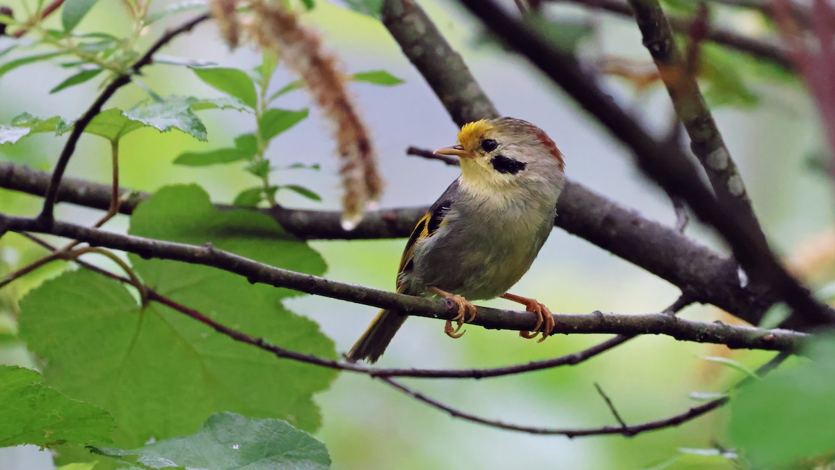 Gold-fronted Fulvetta - ML620448644