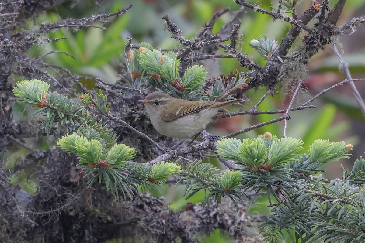 Large-billed Leaf Warbler - ML620448645