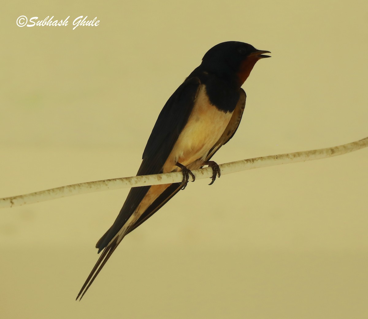 Barn Swallow - ML620448648