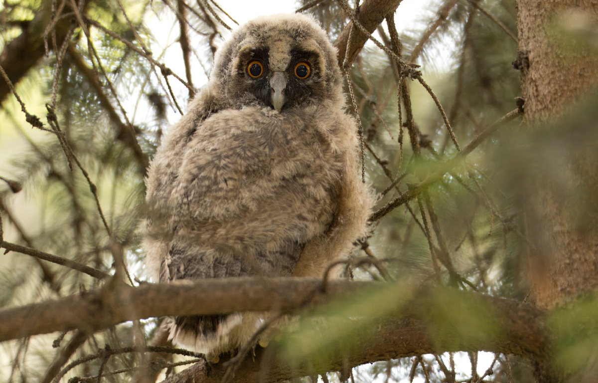 Long-eared Owl - ML620448650