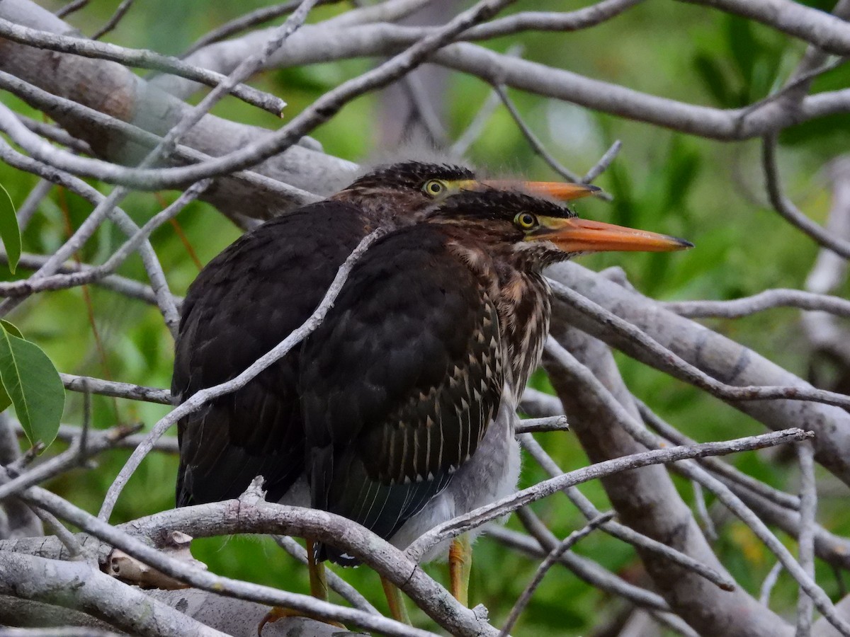 Green Heron - ML620448652