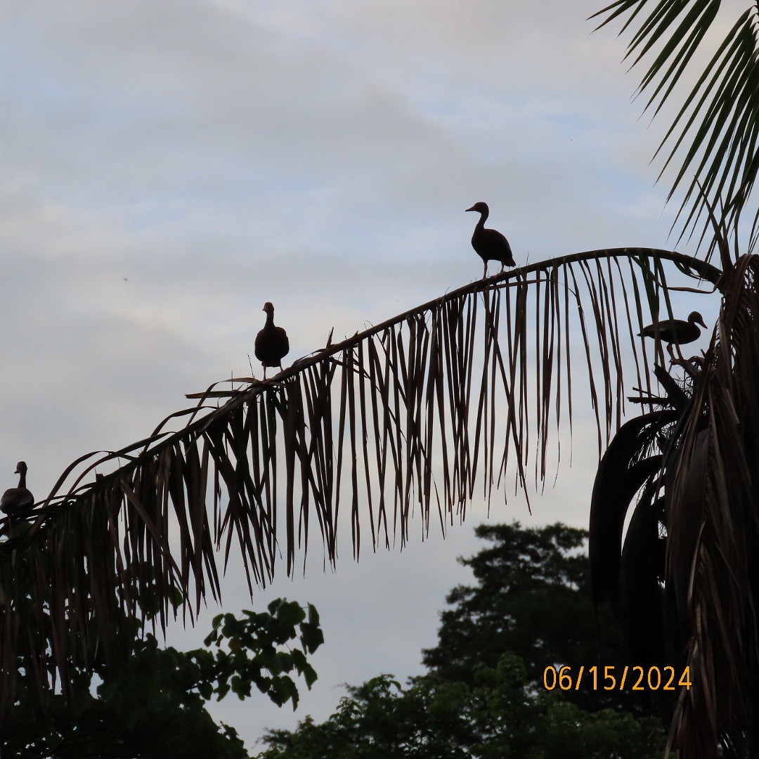 Black-bellied Whistling-Duck - ML620448656