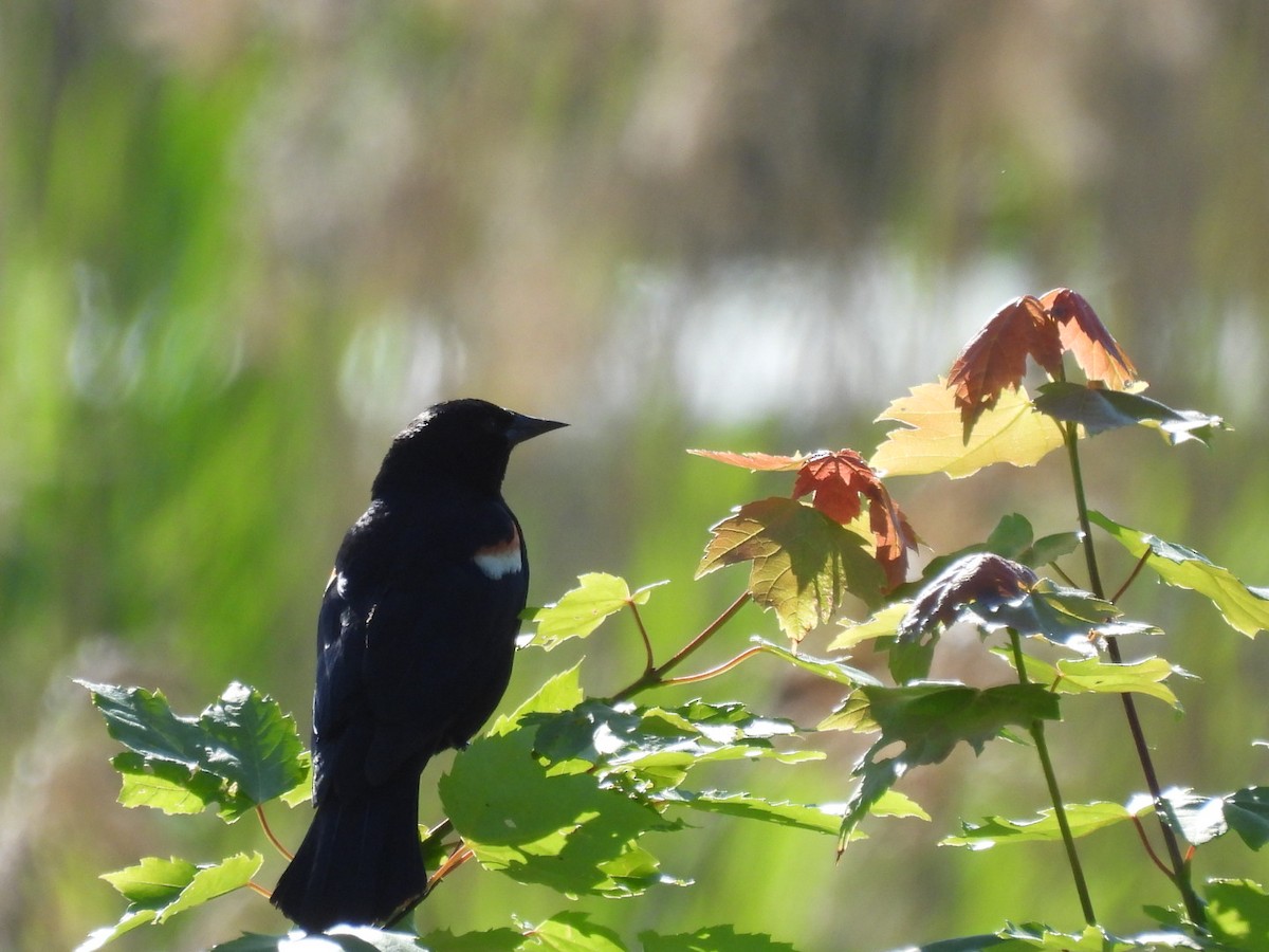 Red-winged Blackbird - ML620448669