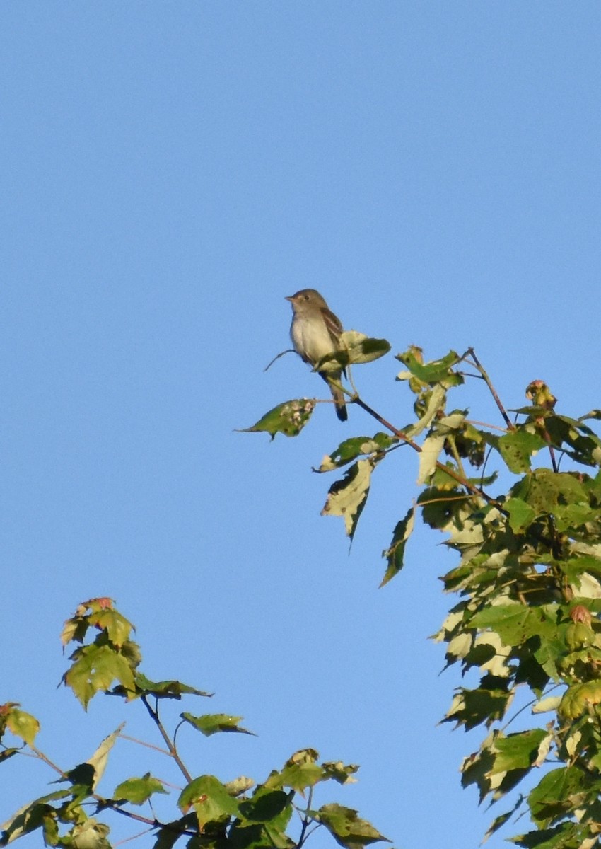 Alder Flycatcher - ML620448671