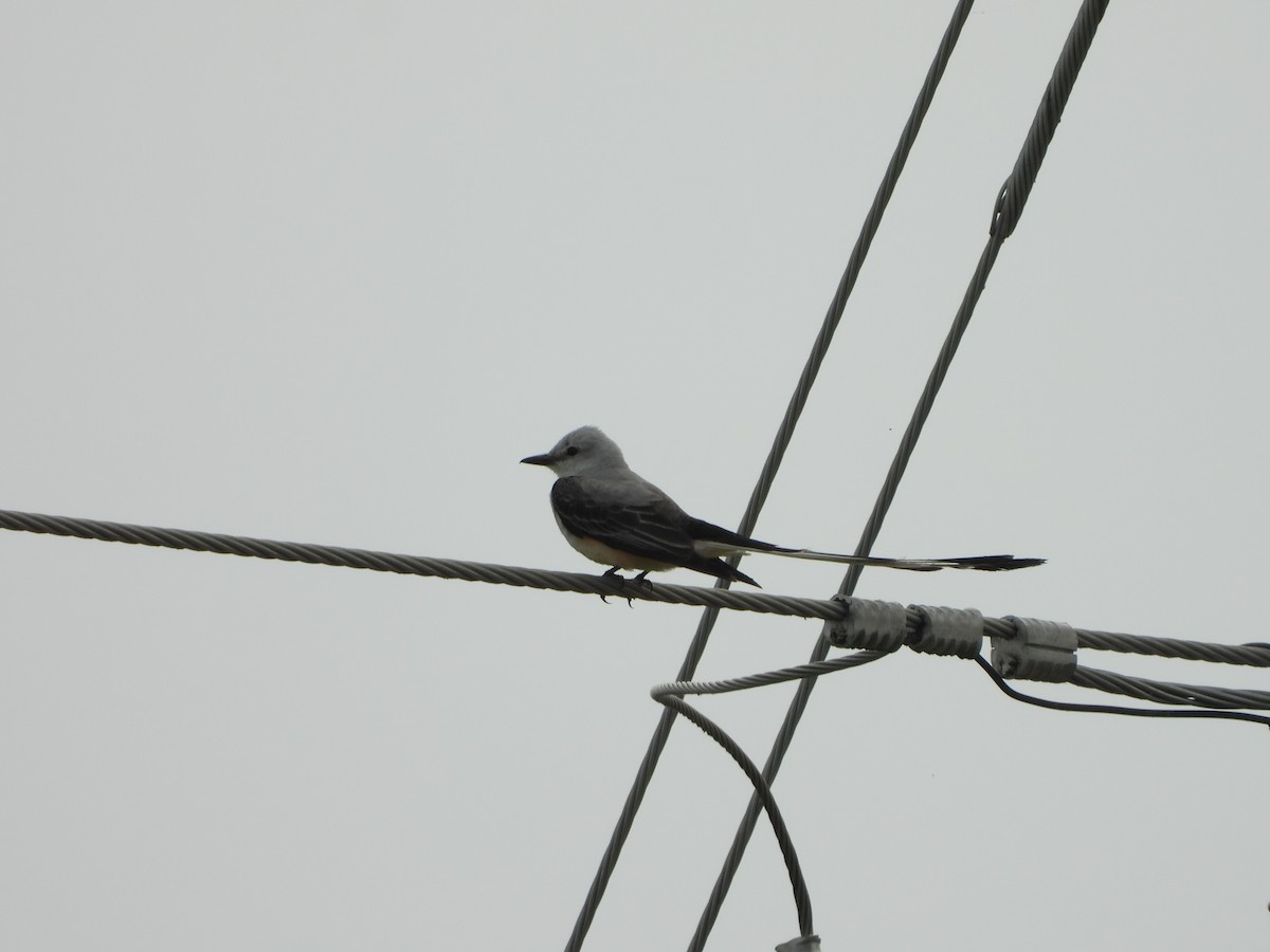 Scissor-tailed Flycatcher - ML620448673