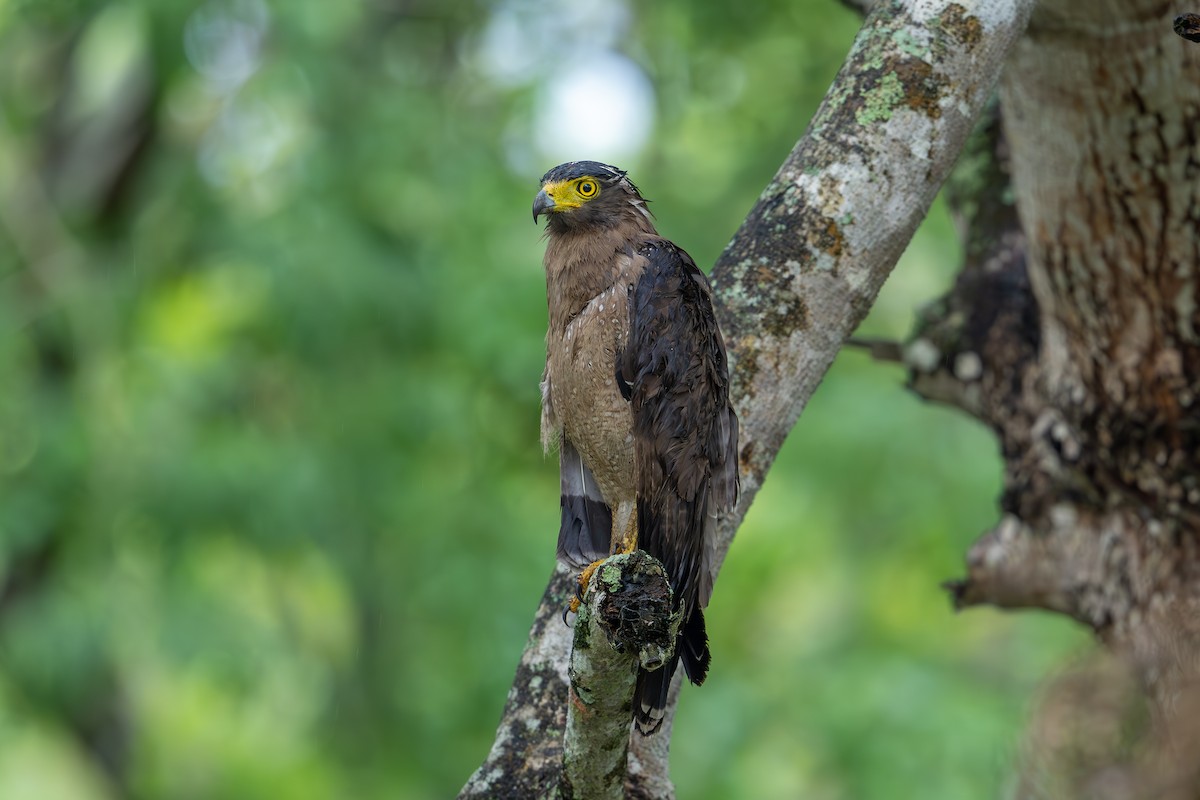 Crested Serpent-Eagle - ML620448676