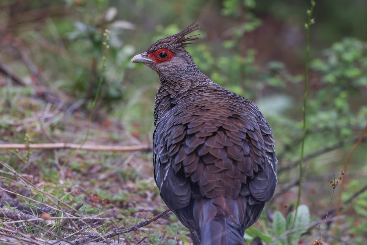 Kalij Pheasant - ML620448678