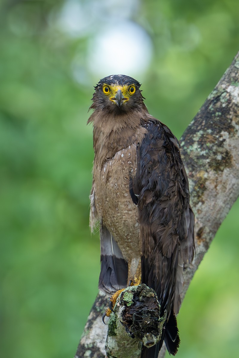 Crested Serpent-Eagle - ML620448682