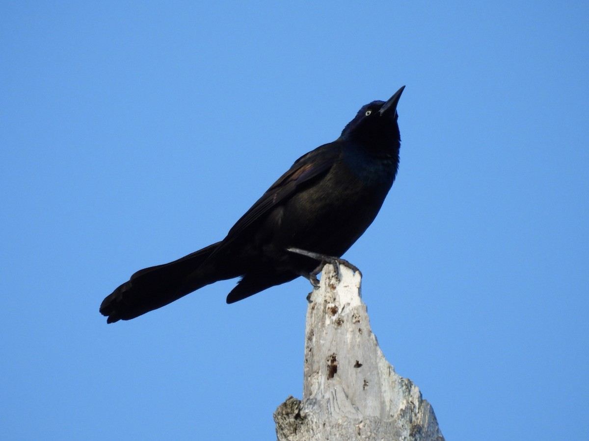 Common Grackle - ML620448683