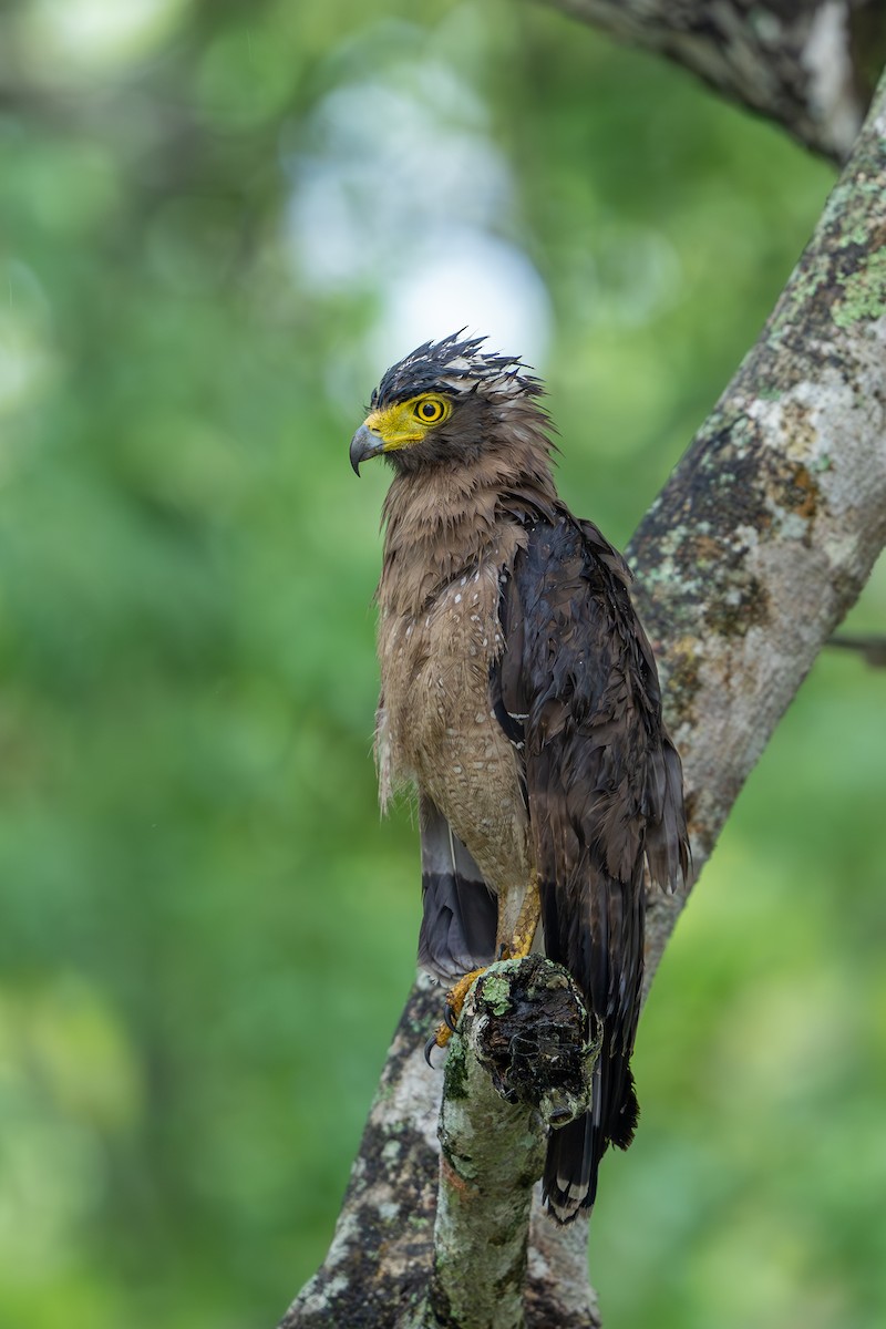 Crested Serpent-Eagle - ML620448684