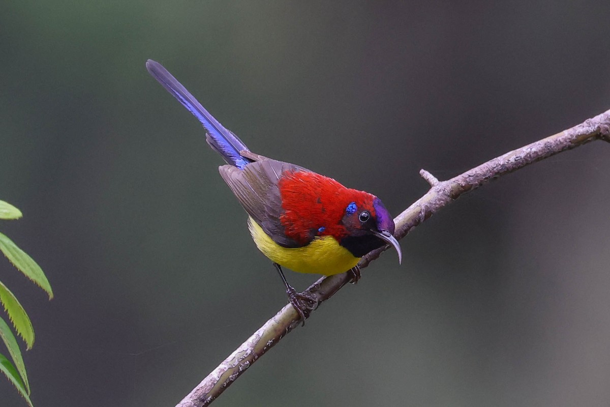 Mrs. Gould's Sunbird - ML620448688