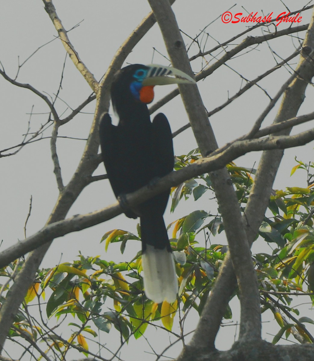 Rufous-necked Hornbill - SUBHASH GHULE