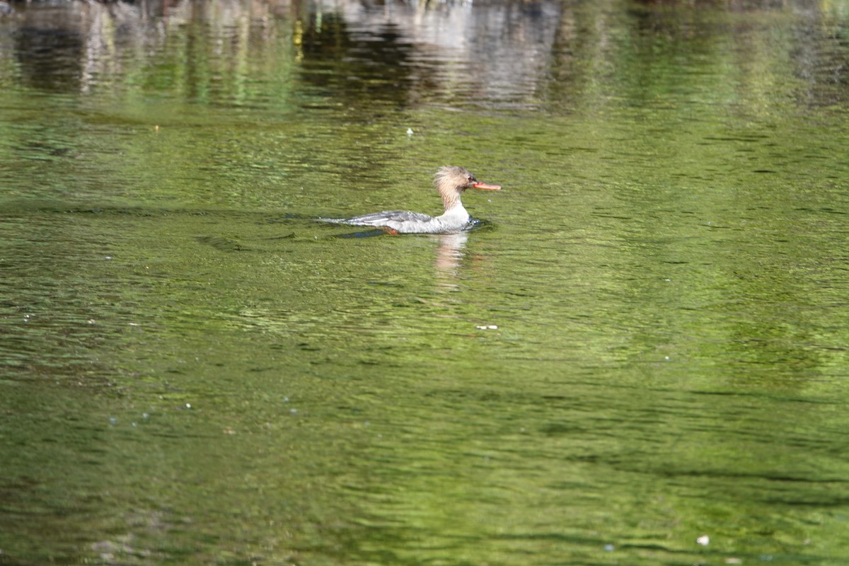 Red-breasted Merganser - Christine McCluskey