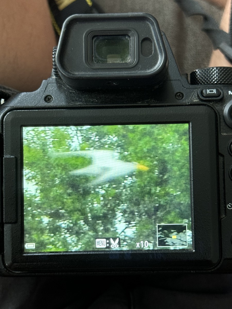 Least Tern - ML620448710