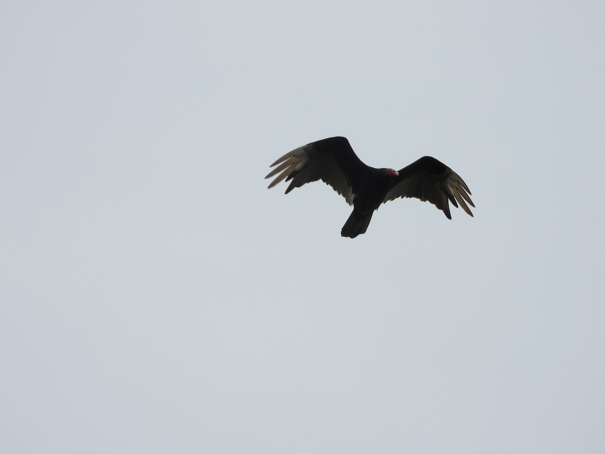 Turkey Vulture - ML620448712