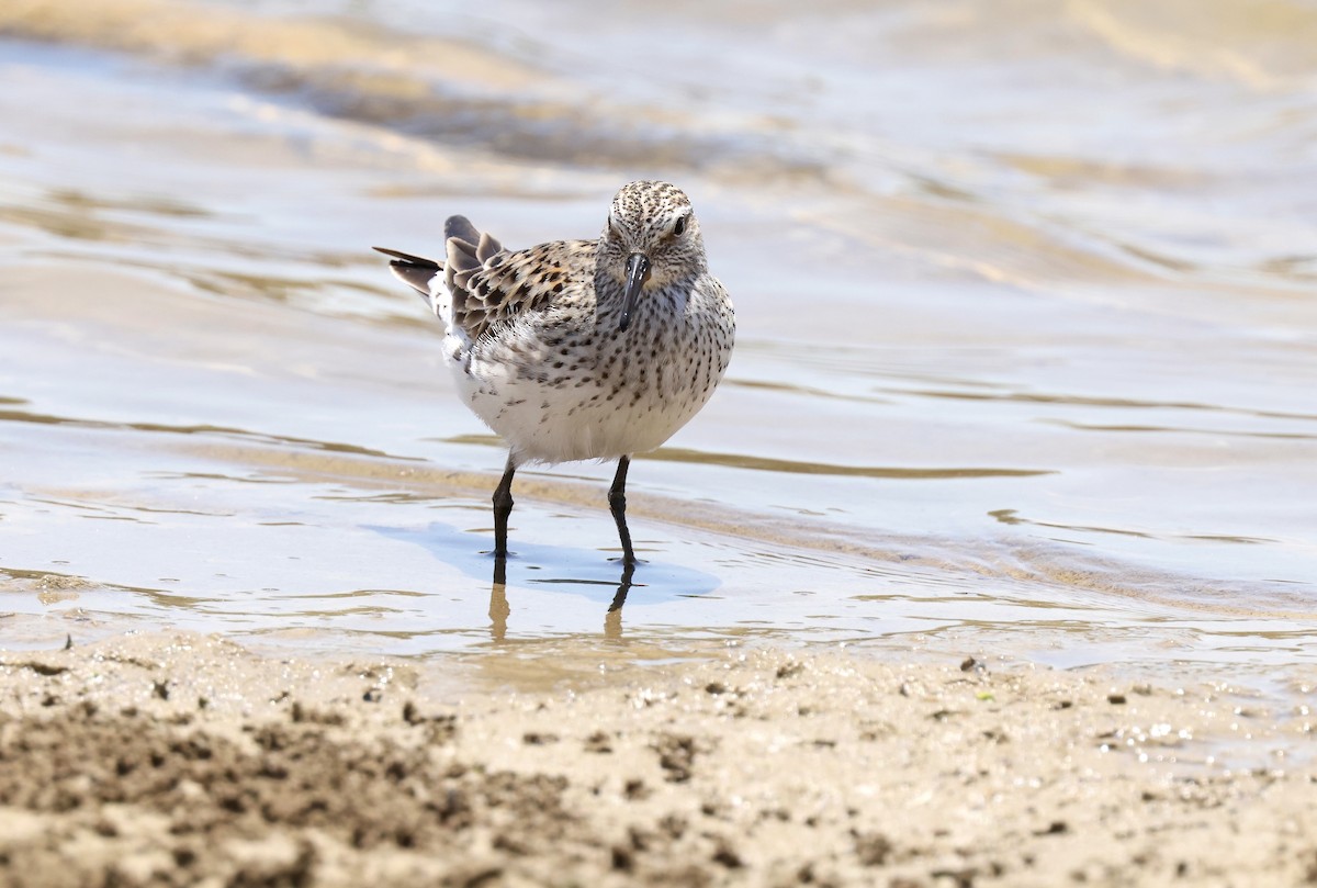 White-rumped Sandpiper - ML620448713