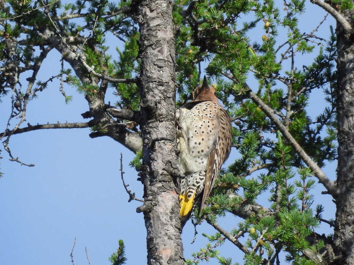 Northern Flicker - ML620448719