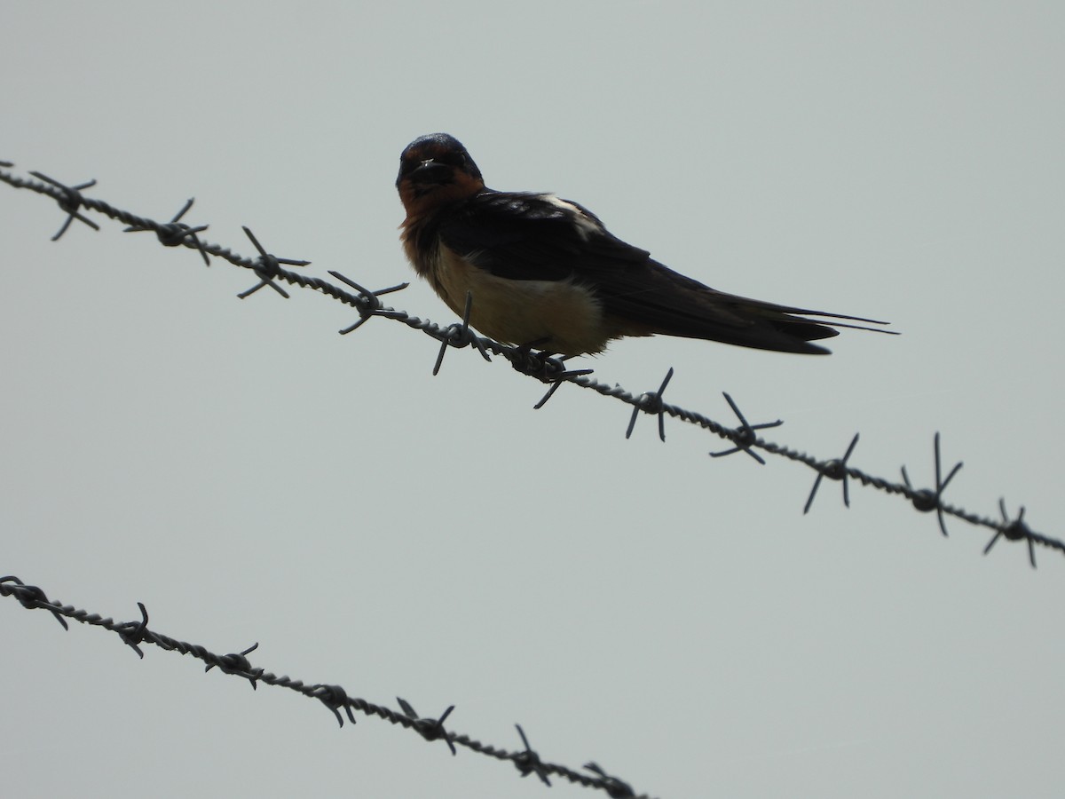 Barn Swallow - ML620448722