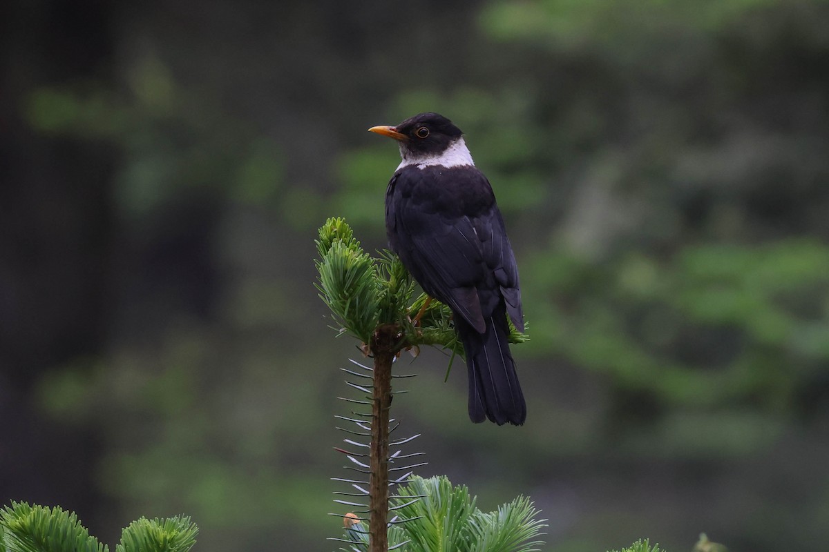 White-collared Blackbird - ML620448723