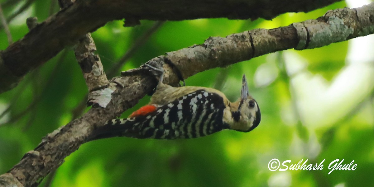 Fulvous-breasted Woodpecker - ML620448734