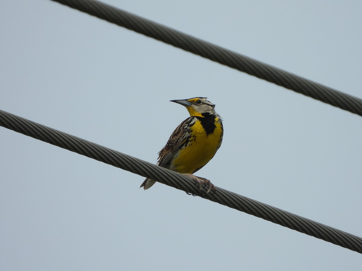 Eastern Meadowlark - ML620448745