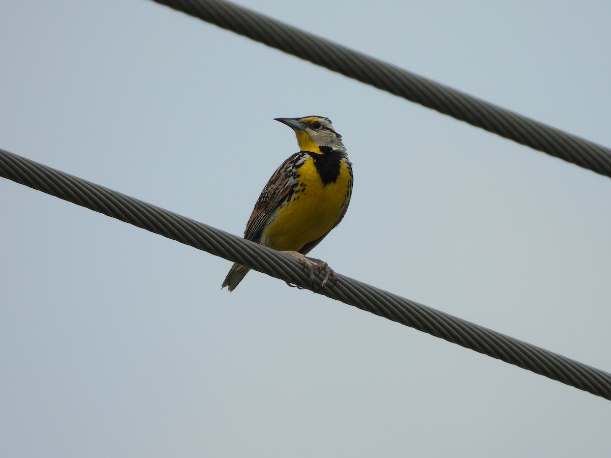 Eastern Meadowlark - ML620448747