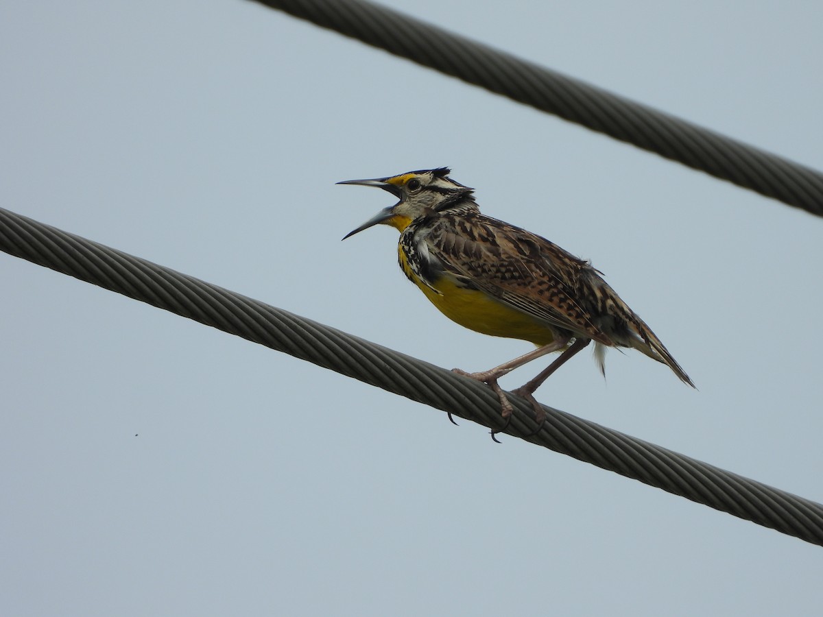 Eastern Meadowlark - ML620448748