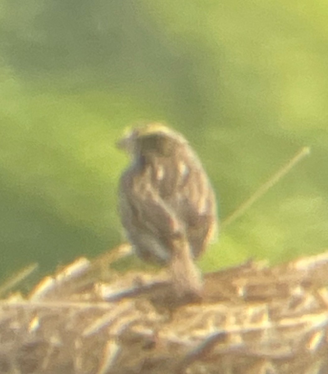 Savannah Sparrow - ML620448765