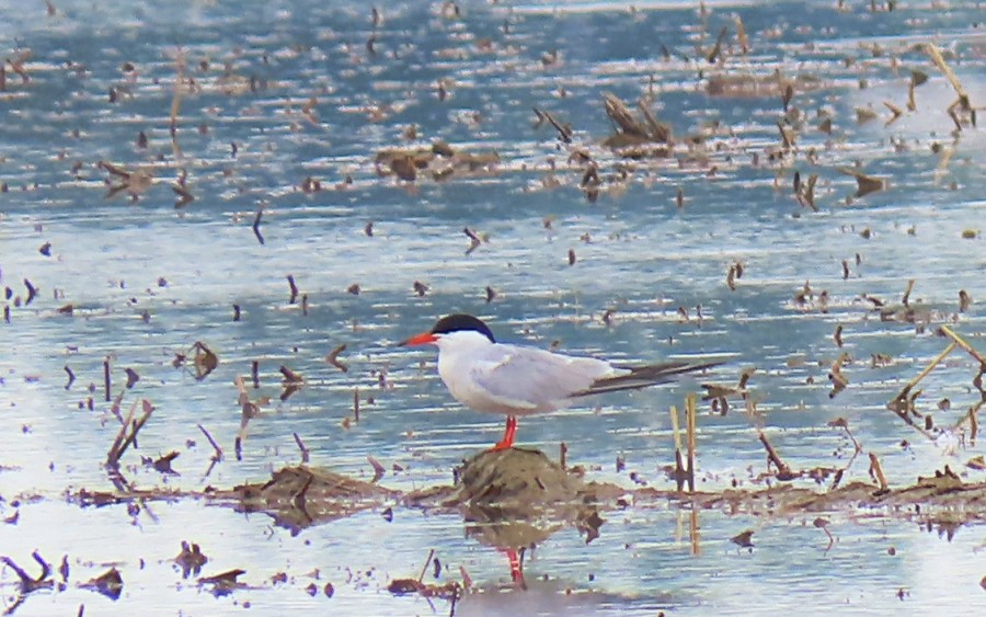 Common Tern - ML620448766