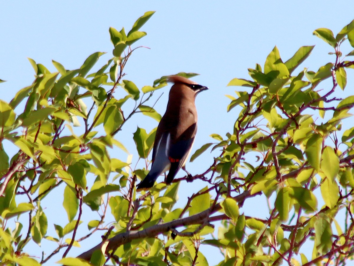 Cedar Waxwing - ML620448772