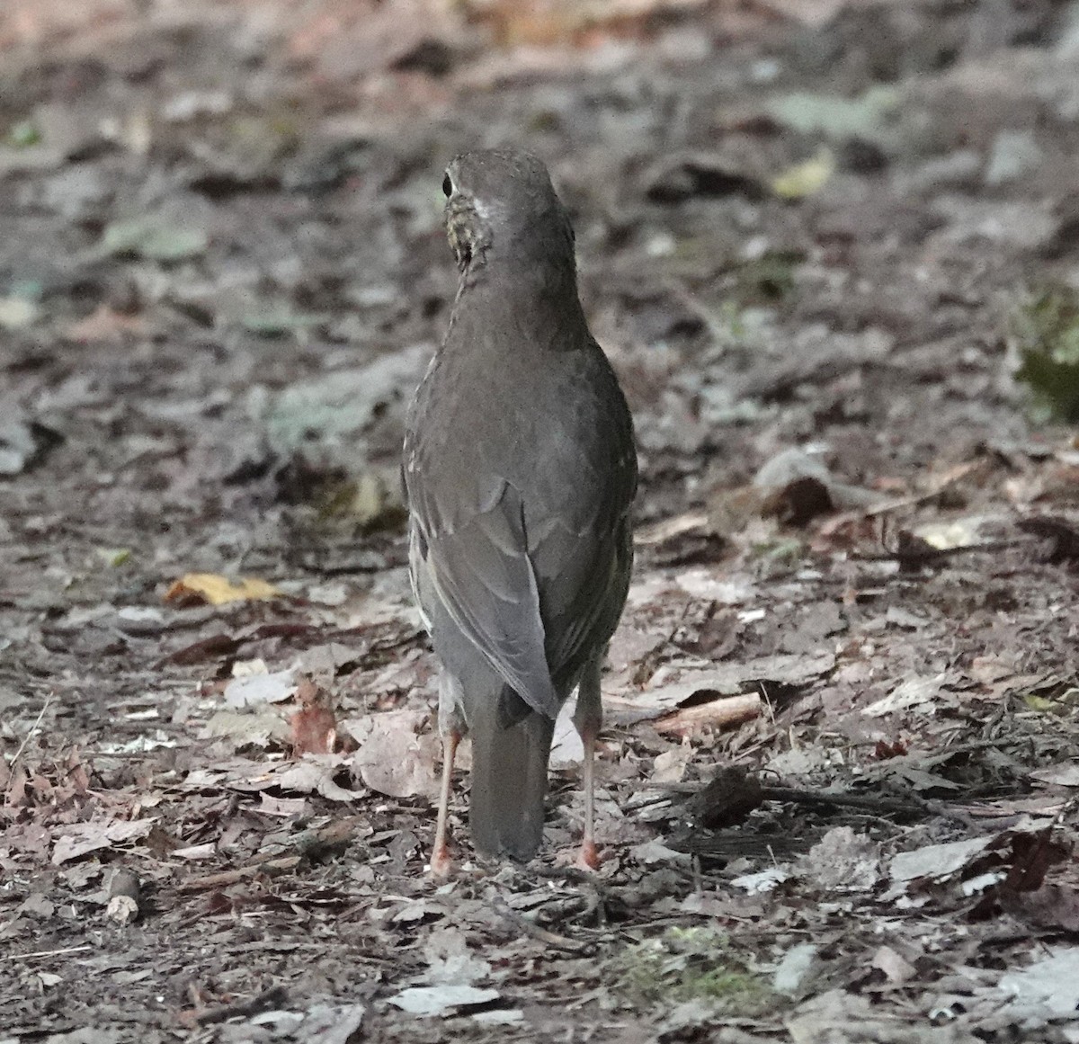 Song Thrush - ML620448774