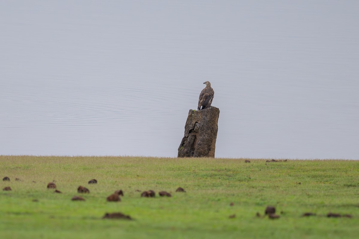 Graukopf-Seeadler - ML620448781