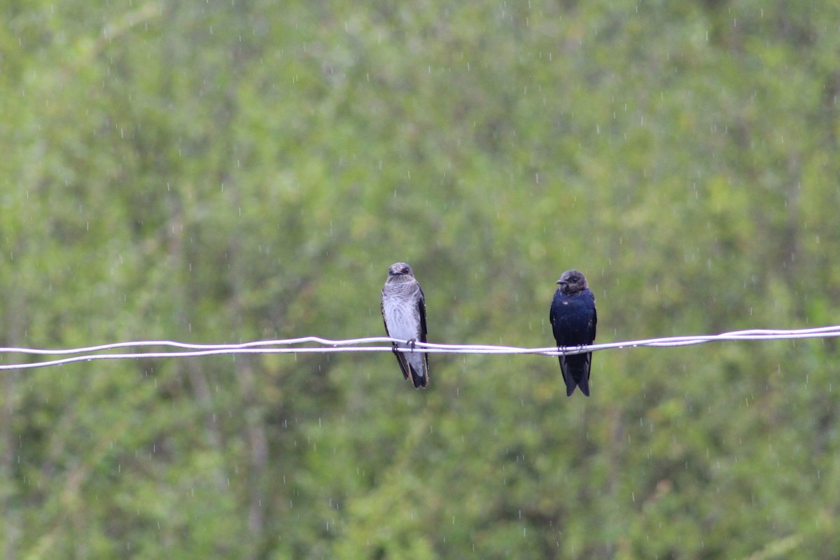 Purple Martin - ML620448782